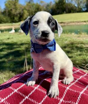 Little Andy -  Jack Russell Terrier and Pointer Dog for Adoption in Pittsboro, North Carolina - Little Andy | PetCurious