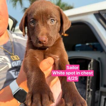 Sailor -  Chocolate Labrador Retriever Dog for Adoption in Tampa, Florida - Sailor | PetCurious