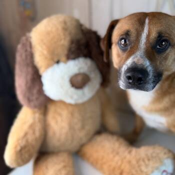 Ernie (150 adoption fee) -  Beagle and Mixed Breed Dog for Adoption in Atlanta, Texas - Ernie (150 Adoption Fee) | PetCurious