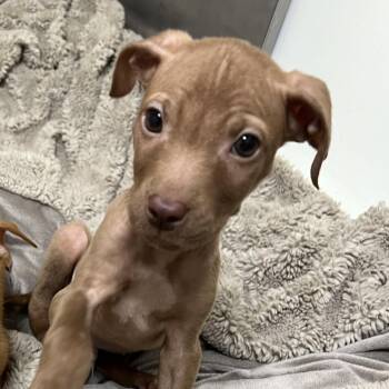 Aemond -  Pit Bull Terrier Dog for Adoption in Pekin, Illinois - Aemond | PetCurious