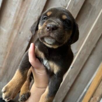 Bloodhound Dogs Available for Adoption - Rocky | PetCurious