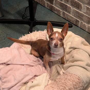 Crowly -  Chihuahua Dog for Adoption in Chico, California - Crowly | PetCurious