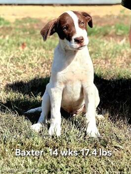 Baxter -  Labrador Retriever and Retriever Dog for Adoption in Norfolk, Massachusetts - Baxter | PetCurious