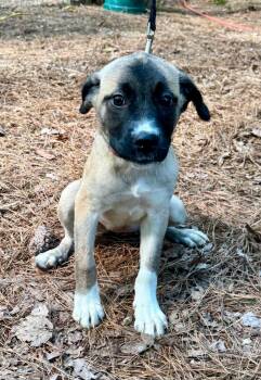 Ember -  Mixed Breed Dog for Adoption in Wando, South Carolina - Ember | PetCurious