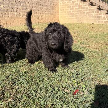 Wiggy -  Dachshund and Poodle Dog for Adoption in Warrior, Alabama - Wiggy | PetCurious