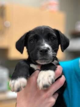 Cupcake -  Mixed Breed Dog for Adoption in Munster, Indiana - Cupcake | PetCurious