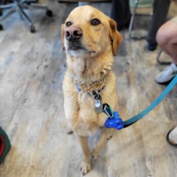 Yellow Labrador Retriever and Mixed Breed Dogs Available for Adoption in Abilene, Texas - Yogi Bear | PetCurious