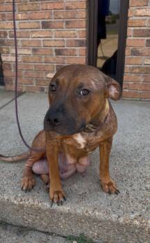 Sasha -  Pit Bull Terrier Dog for Adoption in Jackson, Mississippi - Sasha | PetCurious