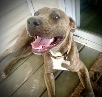 BAM BAM -  American Bully Dog for Adoption in Powell, Tennessee - BAM BAM | PetCurious