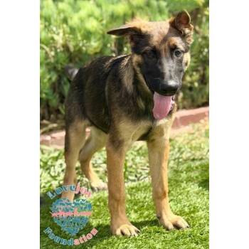 Shelton RB -  German Shepherd Dog and Belgian Shepherd Malinois Dog for Adoption in Inglewood, California - Shelton RB | PetCurious