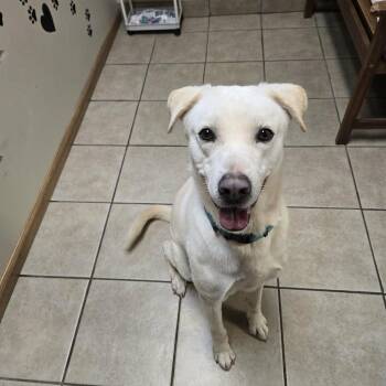 Ghost -  Labrador Retriever Dog for Adoption in West Branch, Michigan - Ghost | PetCurious