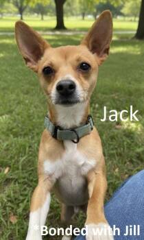 Chihuahua Dogs Available for Adoption in Rutherfordton, North Carolina - Jack | PetCurious