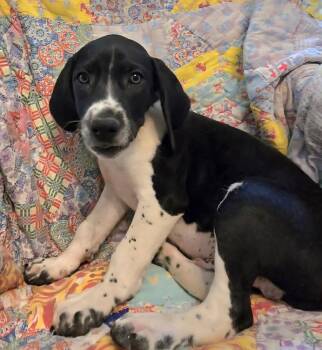 Mixed Breed Dogs Available for Adoption - Parker | PetCurious