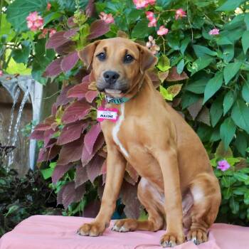 Maxine -  Labrador Retriever Dog for Adoption in Wake Forest, North Carolina - Maxine | PetCurious