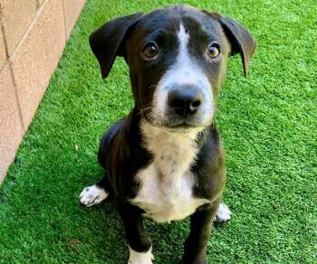 MCGEE -  Labrador Retriever and Pit Bull Terrier Dog for Adoption in Moreno Valley, California - MCGEE | PetCurious