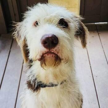 Theo -  Old English Sheepdog and Poodle Dog for Adoption in Summerfield, North Carolina - Theo | PetCurious