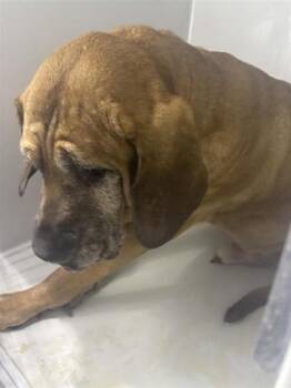 A662107 -  Bloodhound Dog for Adoption in Houston, Texas - A662107 | PetCurious