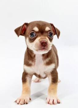 Chihuahua and Mixed Breed Dogs Available for Adoption in Morton Grove, Illinois - Dream | PetCurious