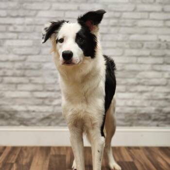 Border Collie Dogs Available for Adoption in Montgomery, Alabama - Goose | PetCurious