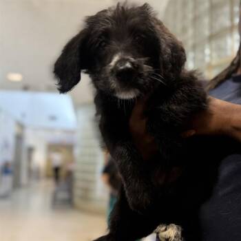 Labrador Retriever and Mixed Breed Dogs Available for Adoption - NATE | PetCurious