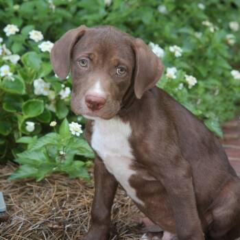 Devon -  Mixed Breed Dog for Adoption in Allentown, Pennsylvania - Devon | PetCurious
