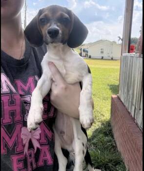 Kory (p) -  Beagle Dog for Adoption in New York, New York - Kory (p) | PetCurious