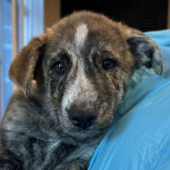 Inspectah Deck -  Australian Cattle Dog Blue Heeler Dog for Adoption in Walnut Creek, California - Inspectah Deck | PetCurious