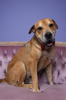 Bartholomew -  Mixed Breed Dog for Adoption in Houston, Texas - Bartholomew | PetCurious