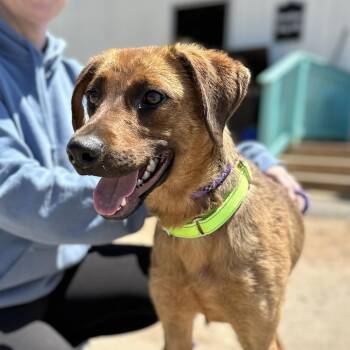 Labrador Retriever Dogs Available for Adoption in Columbia, South Carolina - Loretta | PetCurious