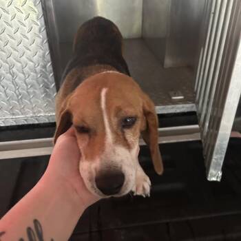 PCSO Assist-Allensville Rd Stray -  Hound Dog for Adoption in Roxboro, North Carolina - PCSO Assist-Allensville Rd Stray | PetCurious