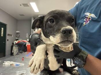 FRANNY -  Pit Bull Terrier and Mixed Breed Dog for Adoption in Thousand Palms, California - FRANNY | PetCurious