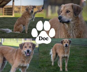 Doc -  Shepherd Dog for Adoption in Winchester, Kentucky - Doc | PetCurious