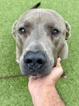 Mixed Breed Dogs Available for Adoption in Wichita, Kansas - Tyler | PetCurious