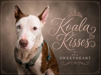 Koala Kisses -  Australian Cattle Dog Blue Heeler Dog for Adoption in Farmington, Missouri - Koala Kisses | PetCurious