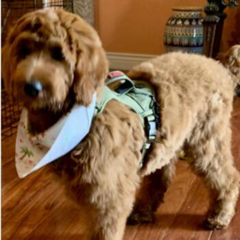 Golden Retriever and Standard Poodle Dogs Available for Adoption in West Islip, New York - Finn | PetCurious