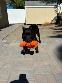 Kaida -  Pit Bull Terrier Dog for Adoption in San Diego, California - Kaida | PetCurious