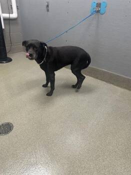 Rescue Pit Bull Terrier Dogs for Adoption in Las Vegas, Nevada - FREYA | PetCurious