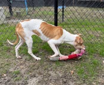 Hound and Terrier Dogs Available for Adoption - Yams | PetCurious