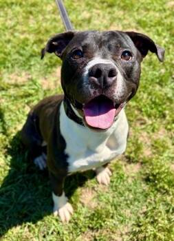 TOSHI -  American Staffordshire Terrier Dog for Adoption in York, South Carolina - TOSHI | PetCurious