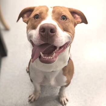 Rescue Mixed Breed Dogs for Adoption in Wheeling, Illinois - Waldo | PetCurious