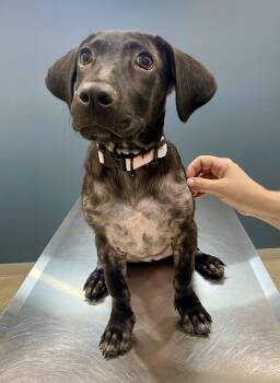 Rescue Labrador Retriever and Basset Hound Dogs for Adoption in Glastonbury, Connecticut - Jasmine | PetCurious