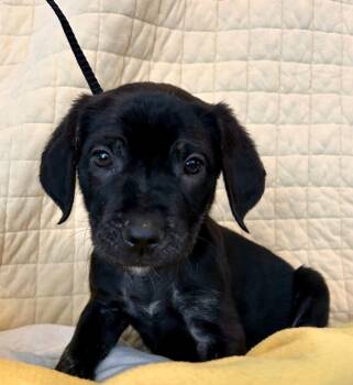 Rescue Labrador Retriever Dogs for Adoption in Cottonwood, Arizona - Lord | PetCurious