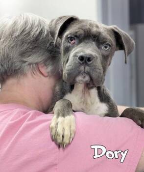 Dory -  Fox Terrier and Mixed Breed Dog for Adoption in Mason, Michigan - Dory | PetCurious