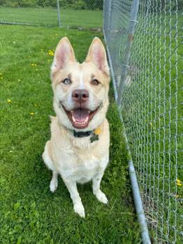 Husky and Pit Bull Terrier Dogs Available for Adoption in Marion, Ohio - Loki | PetCurious