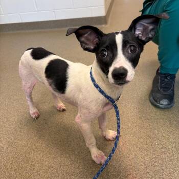 Potato -  Chihuahua and Mixed Breed Dog for Adoption in Council Bluffs, Iowa - Potato | PetCurious