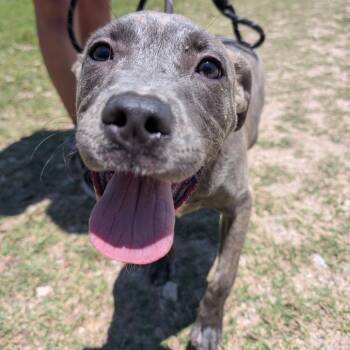 Naomi -  Mixed Breed Dog for Adoption in Leander, Texas - Naomi | PetCurious