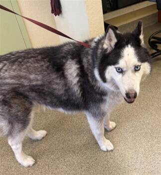 Siberian Husky Dogs Available for Adoption - ODIN | PetCurious