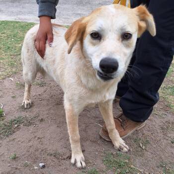 Carolina Dog and Labrador Retriever Dogs Available for Adoption - Sasha | PetCurious