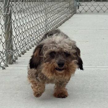 Slim -  Poodle Dog for Adoption in Bethel, Connecticut - Slim | PetCurious