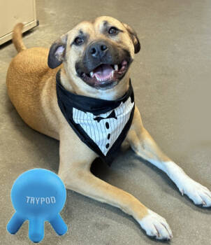 Rescue Labrador Retriever and Mixed Breed Dogs for Adoption in Voorhees Township, New Jersey - Zoe | PetCurious